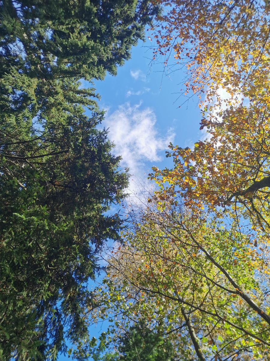 BlickInHimmelHerbst
