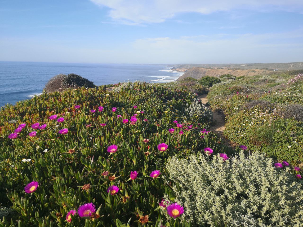 Blumen am Meer