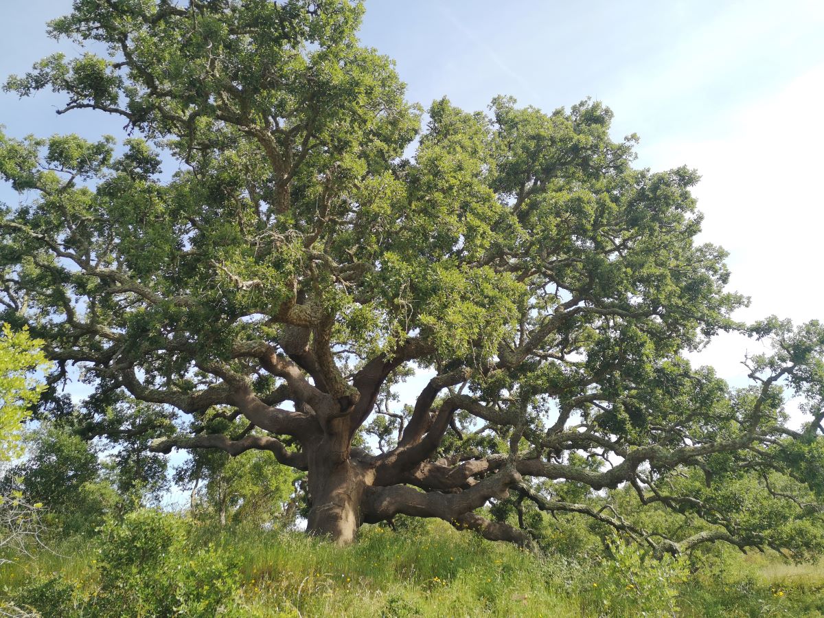 TanzAufGBaum2