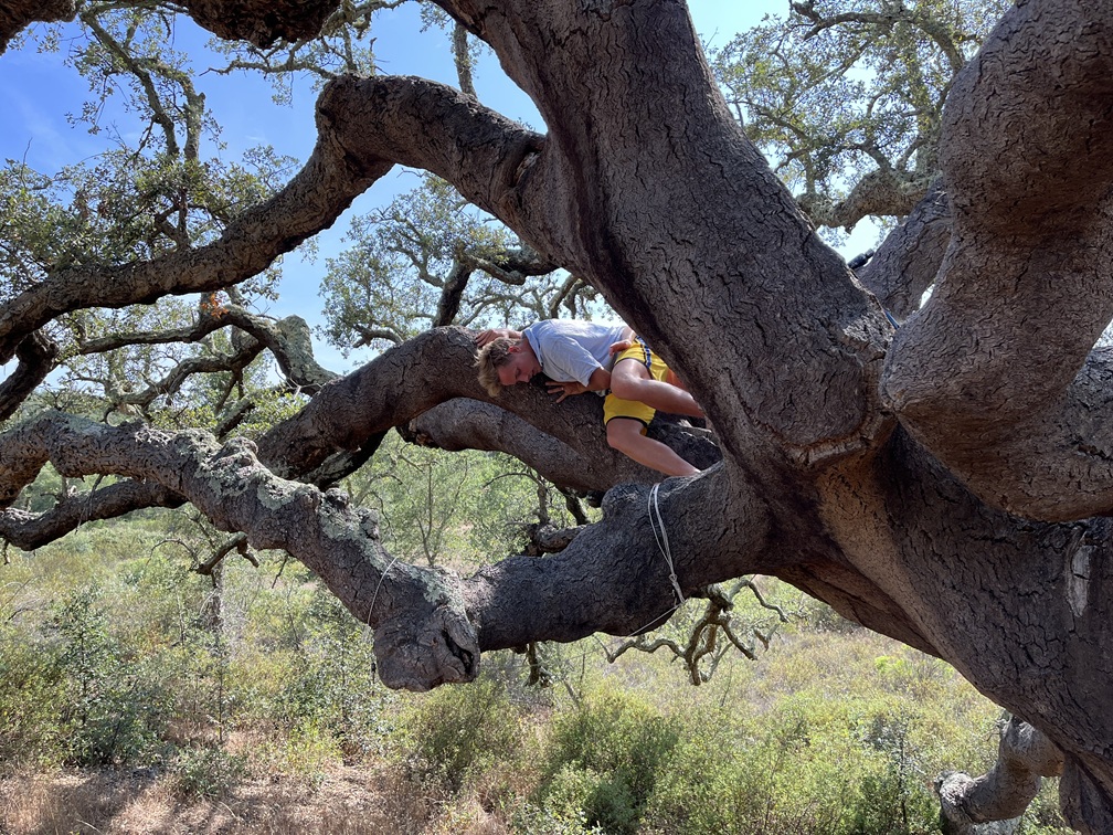 TanzAufGBaum2