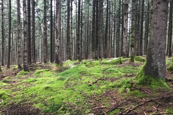 wald_an_sommerecke_117F3D736-0C29-3880-7D78-D0D9A9202229.jpg