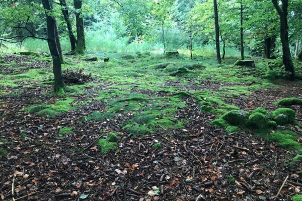 wald_an_sommerecke_2D2D499F9-B748-3FE6-13BA-A6F7625418FC.jpg